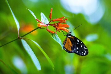 Beautiful butterfly landing on a red flower - 521885459