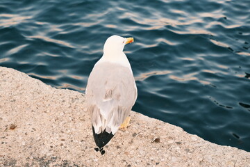 seagull on a rock
