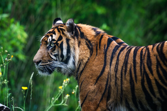 Close-up of a Sumatran tiger in jungle