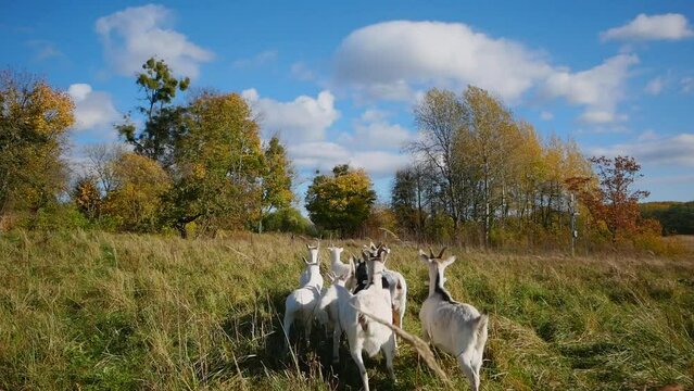 Flock of white and brown goats running away from the viewer in the green meadow
