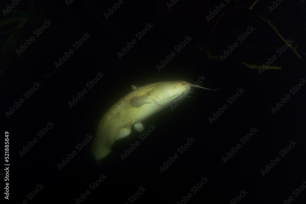 Poster wels catfish is having a rest in the water . calm albino catfish during dive. czech dive.