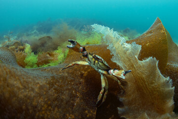 Shore crab on the kelp. Diving in scotland water. European nature. 