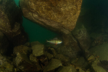 European perch in the dam. Perch in natural habitat. European wildlife. Fish during dive. 