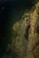 Northern pike in the dam. Pike in natural habitat. European wildlife. Fish during dive. 