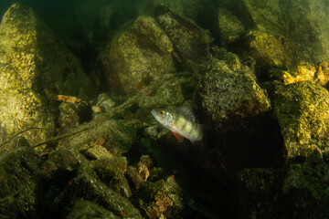 European perch in the dam. Perch in natural habitat. European wildlife. Fish during dive. 