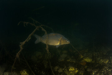 European carp in the dam. Carp in natural habitat. European wildlife. Fish during dive. 