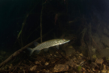 Northern pike in the dam. Pike in natural habitat. European wildlife. Fish during dive. 