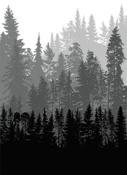 grey dark coniferous forest isolated on white