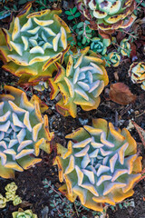 Yellow - blue rosettes of succulents in the garden