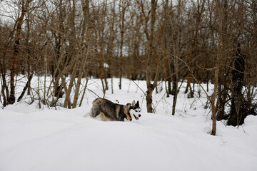 dog walking in the snow in the forest landscape nature