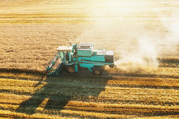 Fototapeta premium Combine harvester harvests ripe wheat aerial view. Agriculture field and farming concept.