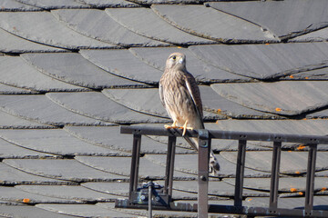 Kestrel in its territory at sababurg castle