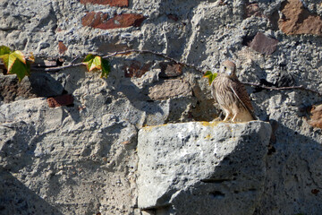 Kestrel in its territory at sababurg castle