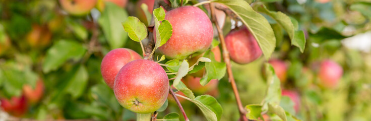 Autumn day. Rural garden. In the frame ripe red apples on a tree. malus Domestica gala in the permaculture forest garden. Small fruits on the lush green trees, fruit ready to harvest.apple orchard,