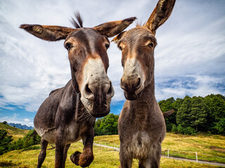 Donkey head close-up in the countryside