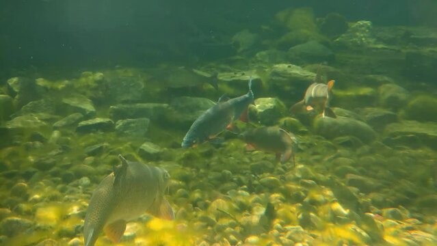 Fish swim slowly at the bottom of the lake. Underwater photography. Aquatic life and the underwater world