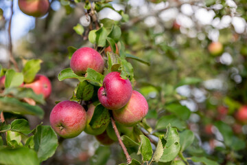 Autumn day. Rural garden. In the frame ripe red apples on a tree. malus Domestica gala in the permaculture forest garden. Small fruits on the lush green trees, fruit ready to harvest.apple orchard,