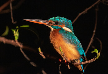 kingfisher on a branch; night image of a kingfisher; kingfisher photo; common kingfisher; close up...