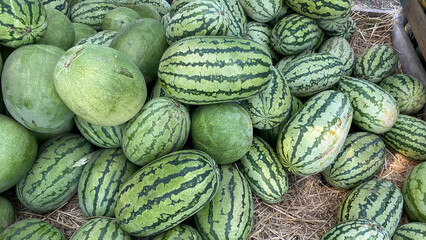 Lots Of Big Sweet Green Organic Ripe Watermelons