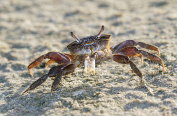 Brackish-water Fiddler Crab (Uca minax) female at the ocean beach, Galveston, Texas, USA.