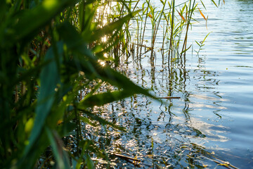 Landscape with reeds on the background of the water surface