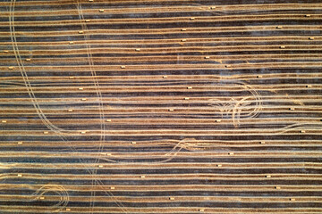 Aerial top view of the mown field with scattered hay bales