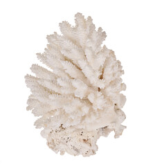 isolated large white coral macro