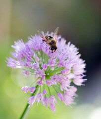 Honeybee feeding on abright light purple flower which is in full bloom, against a natural out of focus green natural background.