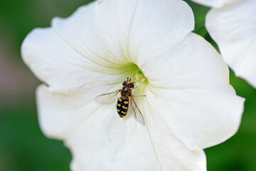 Honey bee feeding on a bright white petunia flower, against a natural out of focus green background