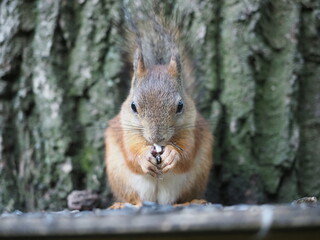 Naklejka na ściany i meble Squirrel eats a nut