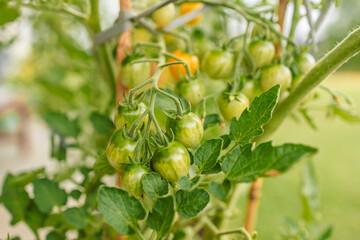 Closeup of cluster of ripe red plum tomatoes in green foliage on bush. Growing of vegetables in greenhouse. 