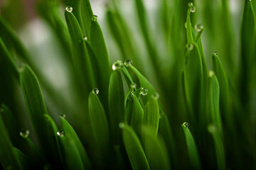 Fototapeta premium Green grass with dew drops on the tops of the blades of grass.