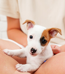 a jack russell terrier puppy sits in a girl's arms. cute pet. 