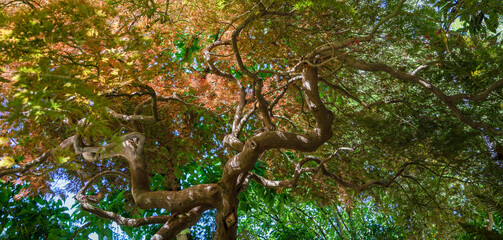 detailed closeup of a long established and mature Japanese Maple tree
