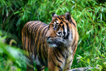 Close-up of a Sumatran tiger in jungle - 521889464