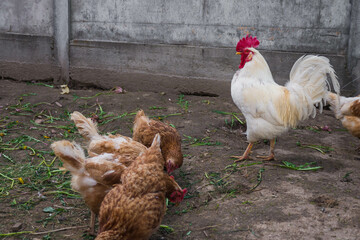 chickens and roosters walk free-range and peck grass on rural countryside. Poultry farming and home farm. Organic antibiotic hormone free farming poultry Concept