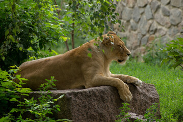 Close-up portrait of a beautiful fluffy Lion