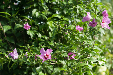 beautiful purple flowers of hibiscus syriacus