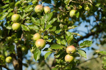 apple tree with fruits