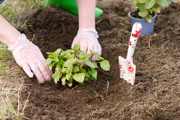 Woman repotting fresh mint in the garden. close up