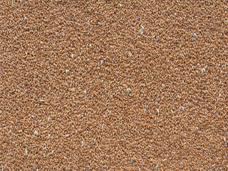 wheat grain surface