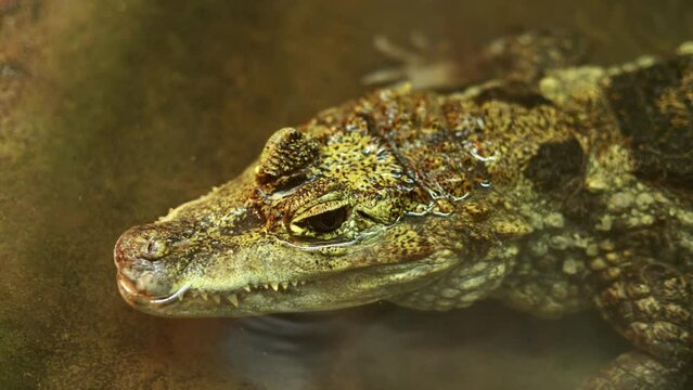 close up of crocodile head above the water surface. A dangerous reptile peeps out of the water. Smooth-fronted caiman, Paleosuchus trigonatus. caiman look in terrarium.