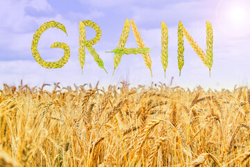 The word Grain made from spikelets of grain on the background of a field with wheat