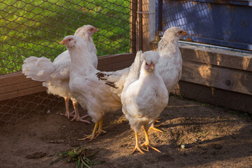 young chickens walk in paddock on rural countryside. Poultry farming and home farm. Organic...