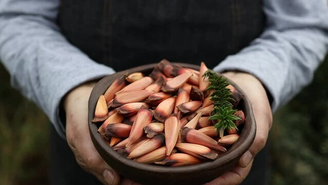  woman's hands holding a clay bowl with chilean pine nuts, araucaria tree fruit