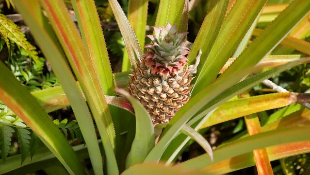 Baby pineapple fruit on tree. Pineapple Farm. Small growing Tropical Pineapple. High quality 4k footage