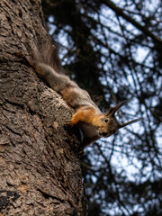 A squirrel climbs a tree trunk