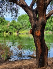 tree in the water