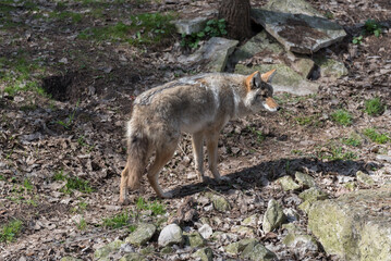 Coyote, Canis latrans, in Winter Coat