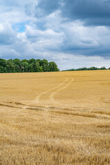 Fototapeta na wymiar champs de blé moissonné avec traces de pneu d'un véhicule formant un chemin